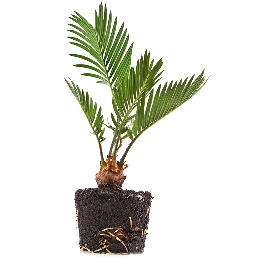 Phoenix canariensis - Shutterstock 85187332 klein 1 - 0234567891