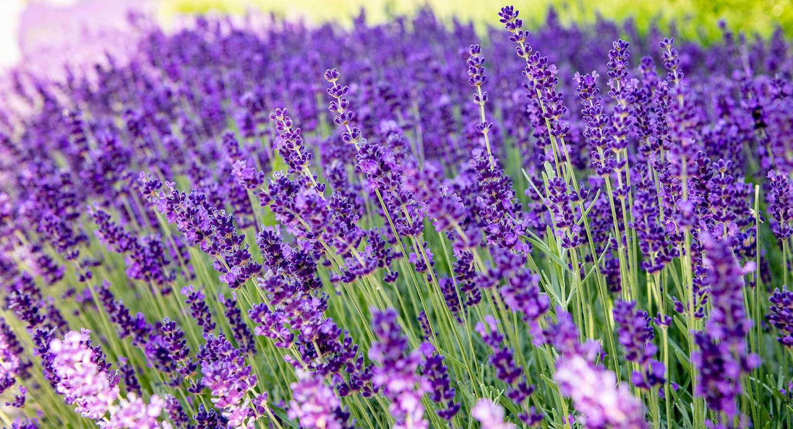 Thumb_Lavendel_Verzorgen
